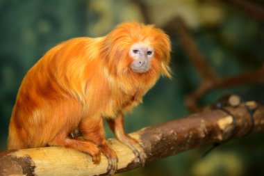 Altın Aslan pembe maymun (leontopithecus rosalia)