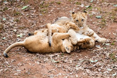 Afrika aslanı yavrularını oynama