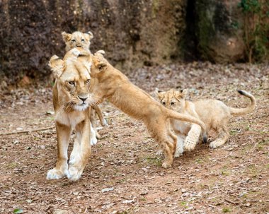 onların anne aslan ile oynarken african aslan yavruları