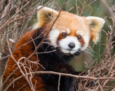 Red panda bir ağaçta dinlenme