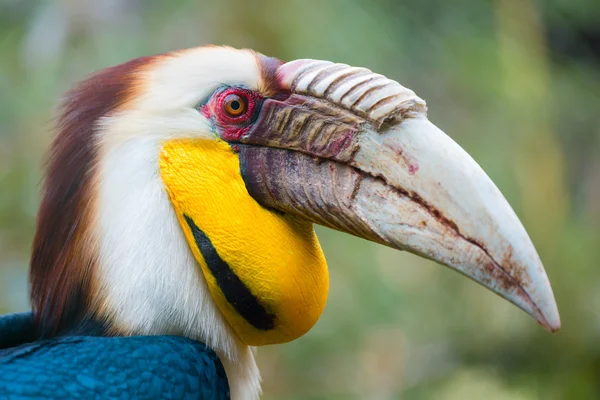 Halilo hornbill (rhyticeros undulatus) — Stock fotografie