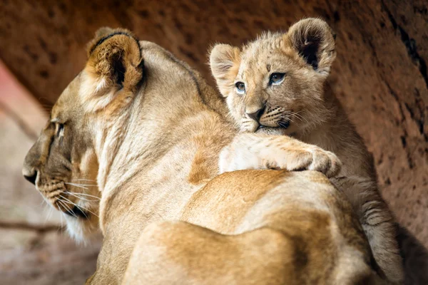 Filhote de leão africano descansando em sua mãe leoa — Fotografia de Stock