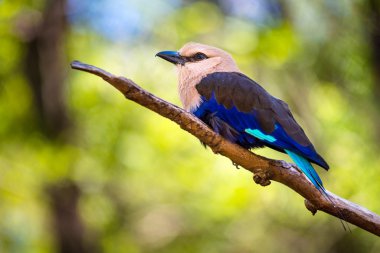 bir dal üzerinde tünemiş mavi karınlı silindiri (coracias cyanogaster)