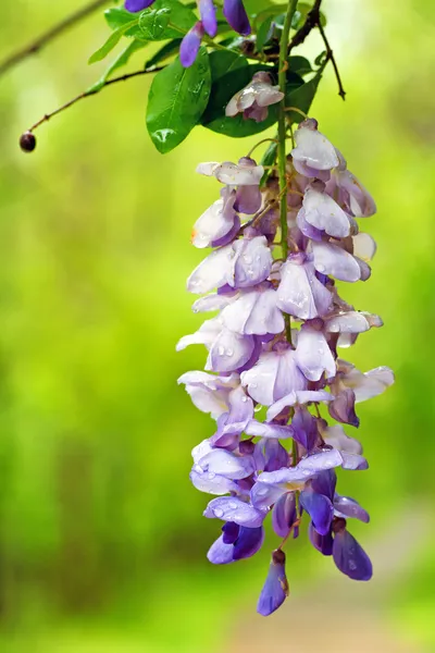 Ανθισμένα wisteria κρέμονται από υποκατάστημα άνοιξη — Φωτογραφία Αρχείου