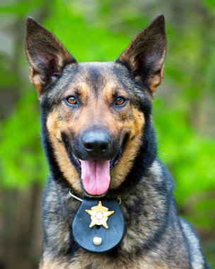 çalışan polis köpek portresi