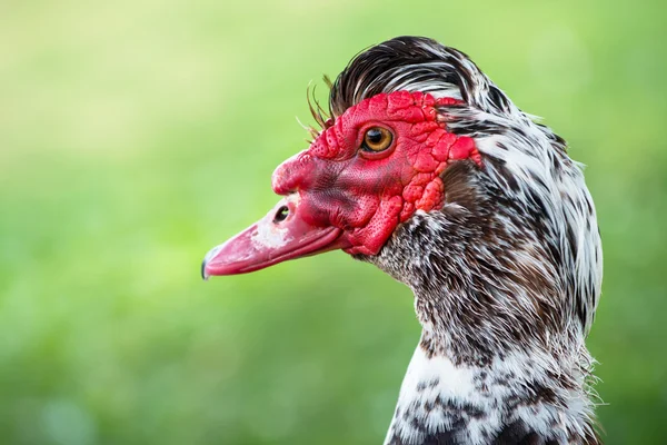 Close up portrait of male Muscovy duck with warty head — Stock Photo, Image