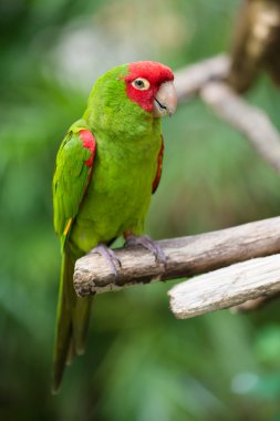 Portrait of red and green conure parrot clipart