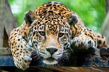 South American jaguar clipart