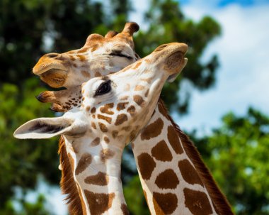 Adult giraffes grooming each other clipart