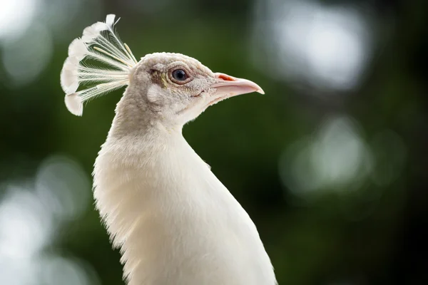 Kadın peahen bir portresini kapatmak — Stok fotoğraf