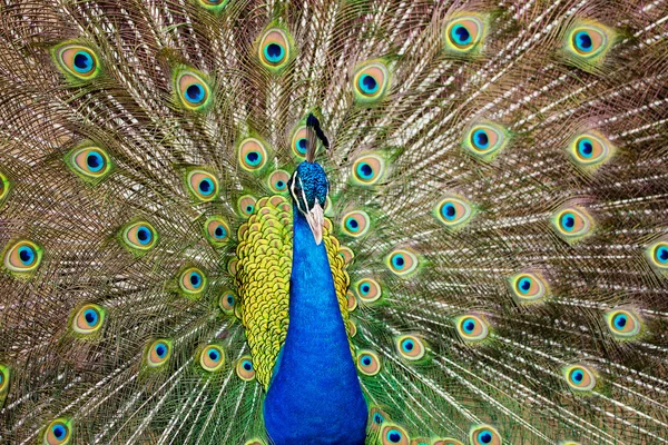 Portrait of beautiful peacock with feathers out — Stock Photo, Image