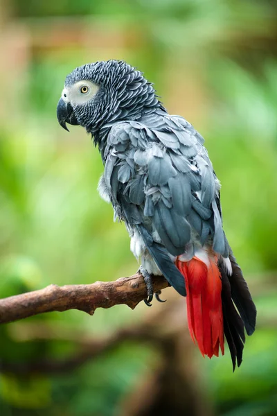 Portrait de perroquet gris d'Afrique — Photo