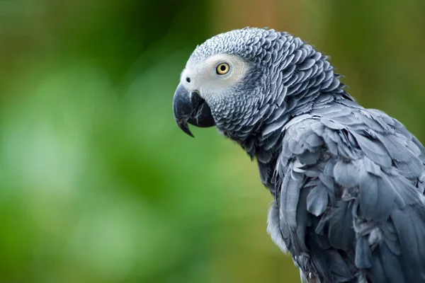 Retrato de loro gris africano — Foto de Stock