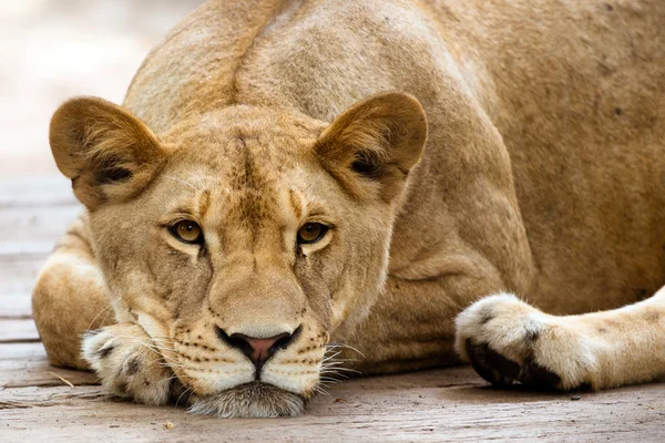 African lioness resting in the late afternoon — Stock Photo, Image