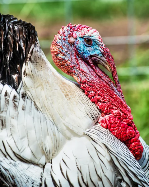 Close up portrait of domesticated tom turkey — Stock Photo, Image