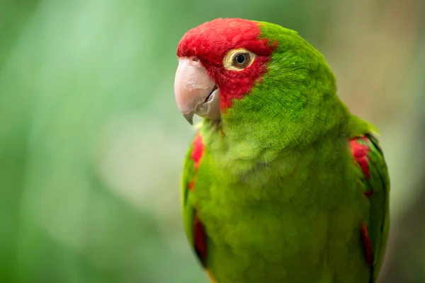 빨간색과 초록색 conure 앵무새의 초상화 스톡 사진