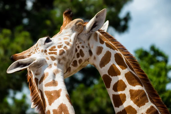 Ausgewachsene Giraffen pflegen sich gegenseitig lizenzfreie Stockbilder