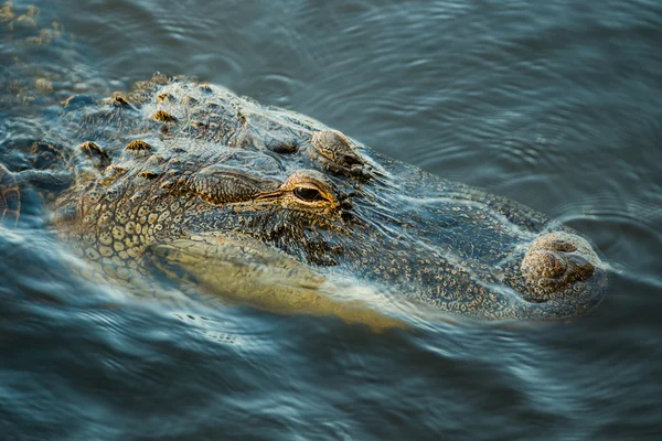 Close up of American Alligator, Alligator mississippiensis, in lagoon — Stock Photo, Image