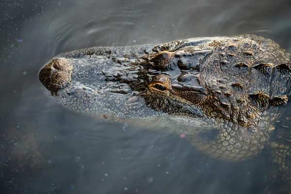 Zbliżenie aligator amerykański, alligator mississippiensis, w lagunie — Zdjęcie stockowe