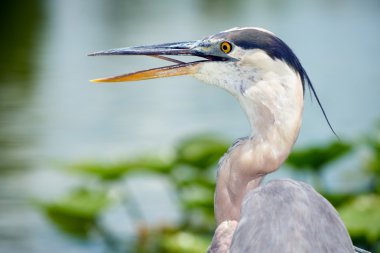 portresini büyük mavi balıkçıl, ardea herodias