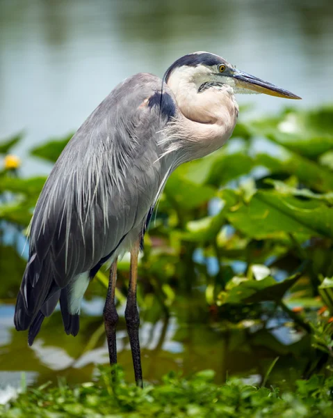 Портрет великої блакитної чаплі, Ardea herodias — стокове фото