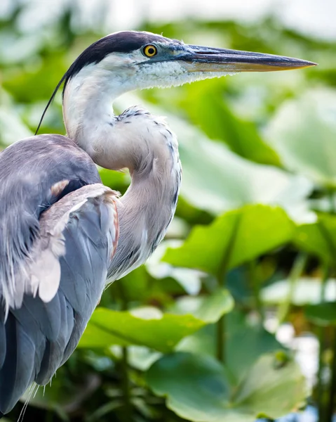 Portresini büyük mavi balıkçıl, ardea herodias — Stok fotoğraf