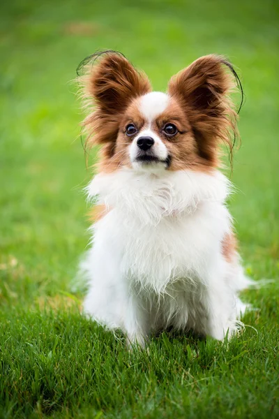 Portrait of purebred Papillon dog — Stock Photo, Image