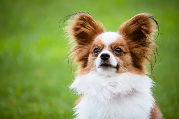 Retrato de perro Papillon de pura raza — Foto de Stock