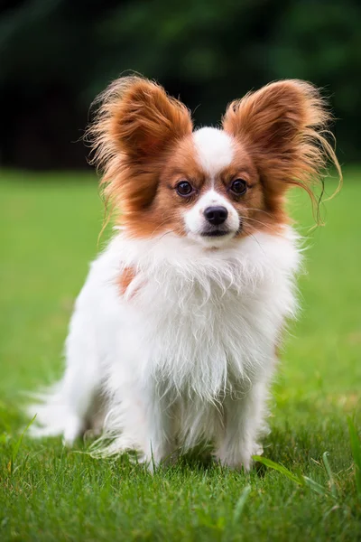 Porträt eines reinrassigen Papillonhundes Stockbild