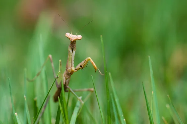 Praying mantis wandelen in gras in close-up macro opname — Stockfoto