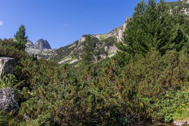 Malyovitsa nehir vadisinin yaz manzarası, Rila Dağı, Bulgaristan