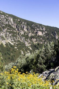 Malyovitsa nehir vadisinin yaz manzarası, Rila Dağı, Bulgaristan
