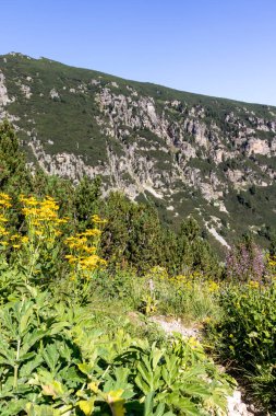 Malyovitsa nehir vadisinin yaz manzarası, Rila Dağı, Bulgaristan