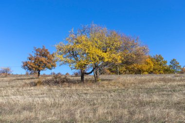 Sonbahar manzara Cherna Gora (Karadağ) Dağı, Pernik bölge, Bulgaristan
