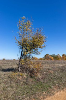 Sonbahar manzara Cherna Gora (Karadağ) Dağı, Pernik bölge, Bulgaristan