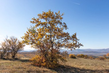 Sonbahar manzara Cherna Gora (Karadağ) Dağı, Pernik bölge, Bulgaristan