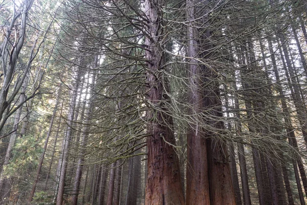Alter Sequoia Wald Der Nähe Des Dorfes Bogoslov Kyustendil Region — Stockfoto