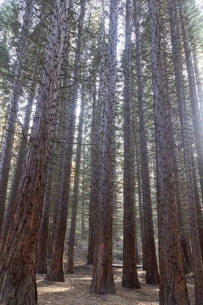 Alter Sequoia Wald Der Nähe Des Dorfes Bogoslov Kyustendil Region — Stockfoto