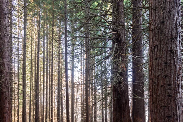 Ancienne Forêt Séquoias Près Village Bogoslov Région Kyustendil Bulgarie — Photo