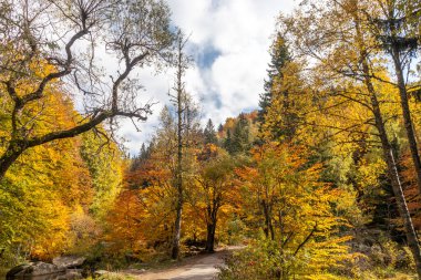 Bulgaristan 'ın Vitosha Dağı' nın şaşırtıcı sonbahar manzarası