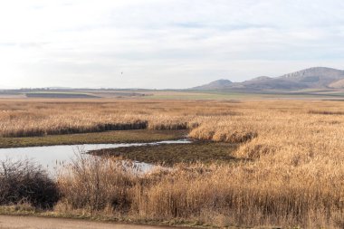 Aldomirovtsi bataklığının sonbahar manzarası, Sofya bölgesi, Bulgaristan