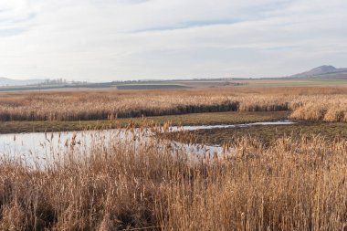 Aldomirovtsi bataklığının sonbahar manzarası, Sofya bölgesi, Bulgaristan