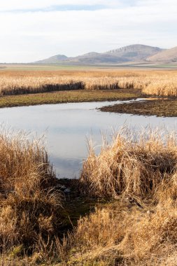 Aldomirovtsi bataklığının sonbahar manzarası, Sofya bölgesi, Bulgaristan