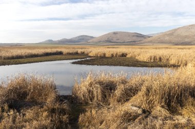 Aldomirovtsi bataklığının sonbahar manzarası, Sofya bölgesi, Bulgaristan