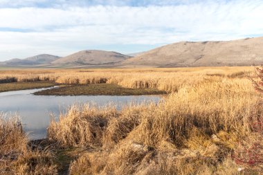 Aldomirovtsi bataklığının sonbahar manzarası, Sofya bölgesi, Bulgaristan