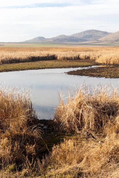 Aldomirovtsi bataklığının sonbahar manzarası, Sofya bölgesi, Bulgaristan