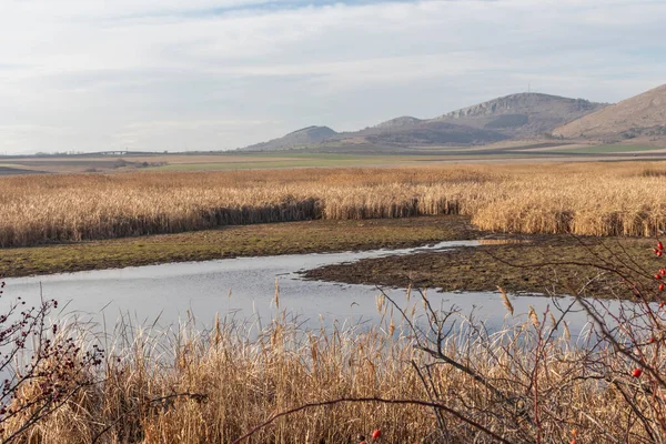 Aldomirovtsi bataklığının sonbahar manzarası, Sofya bölgesi, Bulgaristan