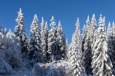 Vitosha Dağı 'nın kış manzarası, Sofya Şehir Bölgesi, Bulgaristan