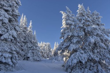 Vitosha Dağı 'nın kış manzarası, Sofya Şehir Bölgesi, Bulgaristan