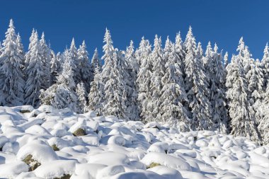Vitosha Dağı 'nın kış manzarası, Sofya Şehir Bölgesi, Bulgaristan